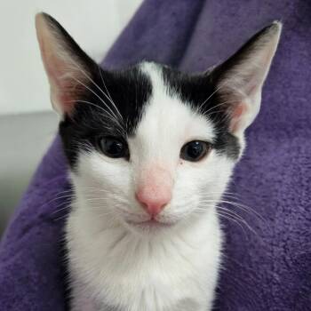 Talk Soon -  Domestic Short Hair Cat for Adoption in Austin, Texas - Talk Soon | PetCurious