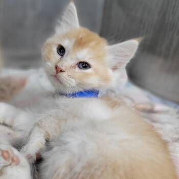 Chester -  Domestic Medium Hair Cat Available for Adoption in Montgomery, Alabama - Chester | PetCurious