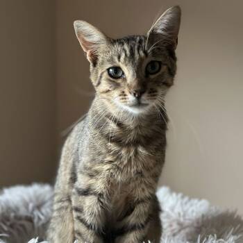 Rescue Domestic Short Hair Cats for Adoption in Medina, Ohio - Billy Jo | PetCurious