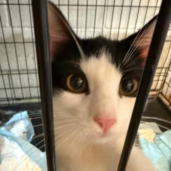Birch -  Domestic Short Hair Cat for Adoption in Brighton, Missouri - Birch | PetCurious