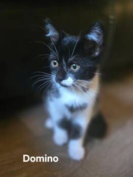 Domino -  Domestic Short Hair Cat for Adoption in Chicopee, Massachusetts - Domino | PetCurious