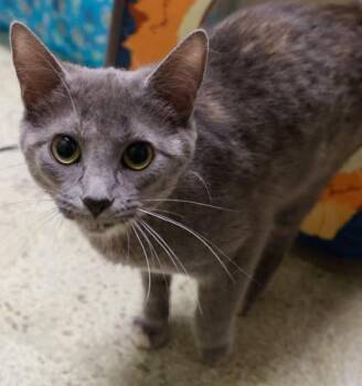 Sable -  Domestic Short Hair Cat for Adoption in Verona, Wisconsin - Sable | PetCurious