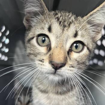 Tommy -  Domestic Short Hair Cat for Adoption in Lake Jackson, Texas - Tommy | PetCurious