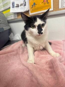 Rescue Domestic Short Hair Cats for Adoption in Camarillo, California - A872704 | PetCurious