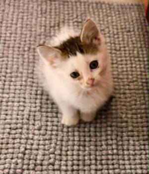 Kai -  Domestic Short Hair Cat for Adoption in Urbandale, Iowa - Kai | PetCurious