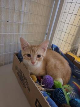Domestic Short Hair Cats Available for Adoption in Williamsburg, Iowa - Jake | PetCurious