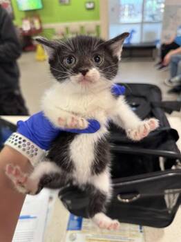 KIKI -  Domestic Short Hair Cat for Adoption in Louisville, Kentucky - KIKI | PetCurious