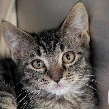 Tundra -  Domestic Short Hair Cat for Adoption in Jefferson, Wisconsin - Tundra | PetCurious
