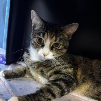 Doral -  Domestic Short Hair Cat for Adoption in Salt Lake City, Utah - Doral | PetCurious