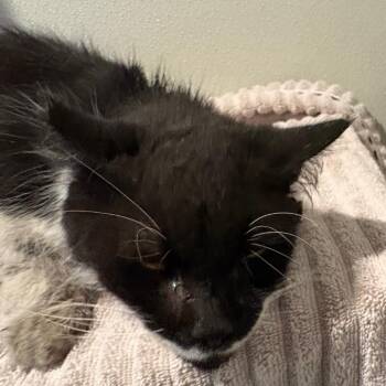 Mr. Sebastian -  Domestic Short Hair Cat for Adoption in Pasadena, California - Mr. Sebastian | PetCurious