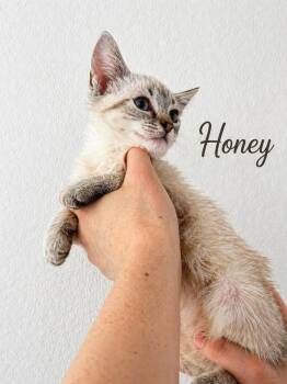 Domestic Short Hair Cats Available for Adoption in Lucas, Texas - Honey | PetCurious