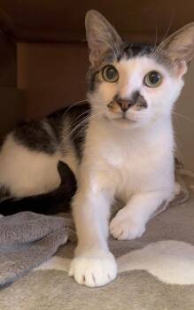 Alder -  Domestic Short Hair Cat Available for Adoption in New York, New York - Alder | PetCurious