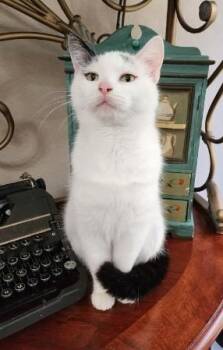 Domestic Short Hair Cats Available for Adoption - Lola | PetCurious