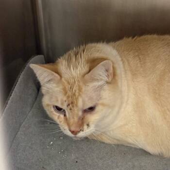 Domestic Short Hair Cats Available for Adoption in Gloucester, Virginia - Milk | PetCurious