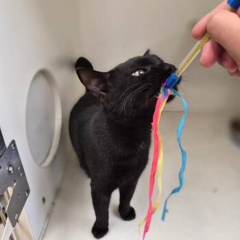 Bean -  Domestic Short Hair Cat for Adoption in Woodstock, Illinois - Bean | PetCurious