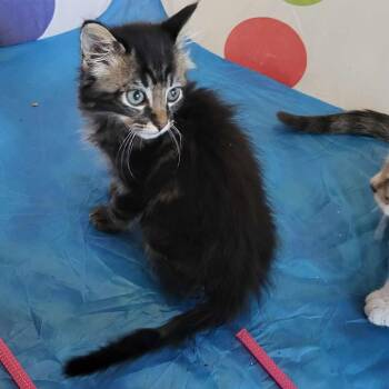 Scout -  Domestic Medium Hair Cat for Adoption in Gun Barrel City, Texas - Scout | PetCurious