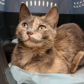 Boodledug -  Domestic Short Hair Cat Available for Adoption in Chattanooga, Tennessee - Boodledug | PetCurious