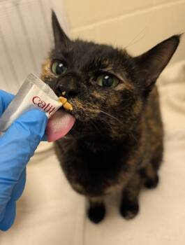 Muffy -  Domestic Short Hair Cat for Adoption in Santa Rosa, California - Muffy | PetCurious