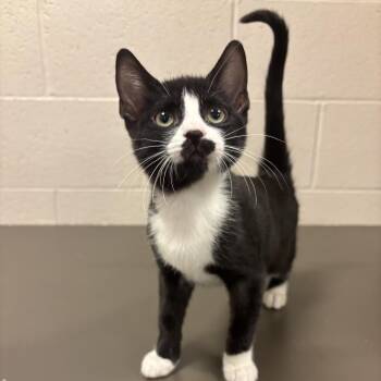 Pac-Man CS-296/26 -  Domestic Short Hair Cat for Adoption in Burlington, Ontario - Pac-Man CS-296/26 | PetCurious