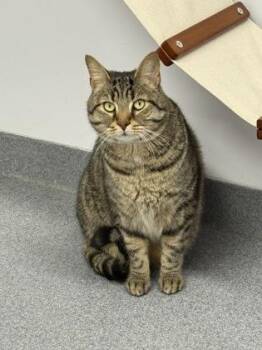 Newton -  Domestic Short Hair Cat Available for Adoption in West Chester, Pennsylvania - Newton | PetCurious