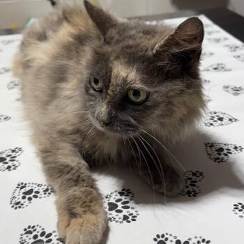 Delta -  Domestic Long Hair Cat for Adoption in Milton, Florida - Delta | PetCurious