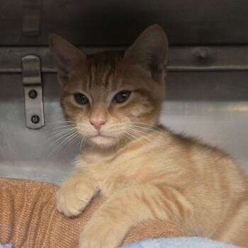 Garfield -  Domestic Short Hair Cat for Adoption in San Jacinto, California - Garfield | PetCurious