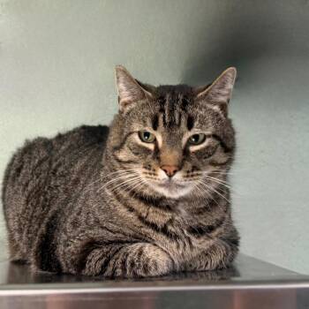 Teeny Tiny Big Boy -  Domestic Short Hair Cat for Adoption in State College, Pennsylvania - Teeny Tiny Big Boy | PetCurious