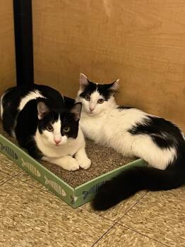 Tiffany and Christine (bonded pair) -  Domestic Medium Hair Cat for Adoption in Syracuse, New York - Tiffany And Christine (bonded Pair) | PetCurious