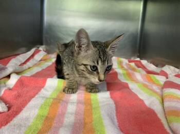 ALBUS -  Domestic Short Hair Cat for Adoption in Grand Prairie, Texas - ALBUS | PetCurious
