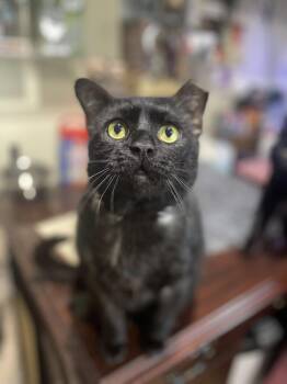 Barbecue -  Domestic Short Hair Cat for Adoption in Front Royal, Virginia - Barbecue | PetCurious