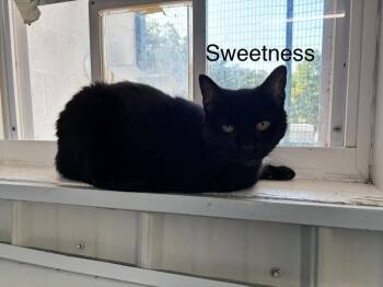Sweetness -  Domestic Short Hair Cat for Adoption in Waverly, Tennessee - Sweetness | PetCurious