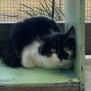 Lucy -  Domestic Short Hair Cat for Adoption in Buffalo, Wyoming - Lucy | PetCurious