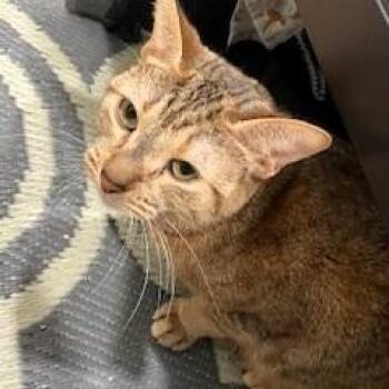 Rescue Domestic Short Hair Cats for Adoption in Fairfax, Virginia - Silvia | PetCurious