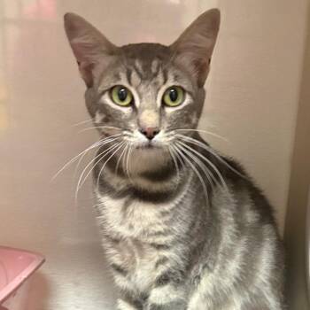 Domestic Short Hair Cats Available for Adoption in Yuma, Arizona - Sasha | PetCurious