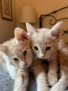 Rescue Domestic Short Hair and Tabby Cats for Adoption in Milton, Georgia - Rockefeller | PetCurious