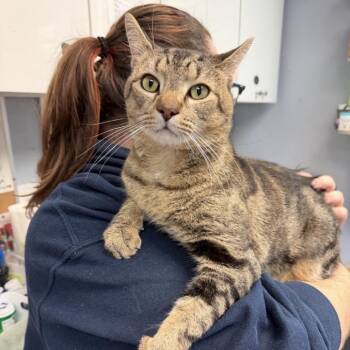 Domestic Short Hair Cats Available for Adoption - Ilya | PetCurious