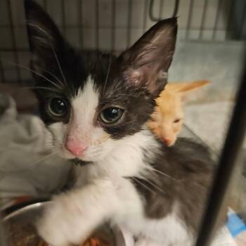 Boo in Manchester, MD -  Domestic Short Hair Cat for Adoption - Boo In Manchester, MD | PetCurious