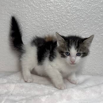 Rescue Domestic Short Hair Cats for Adoption in Aledo, Texas - Jessie | PetCurious