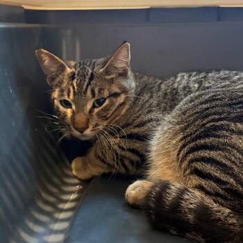 Reese Bobby -  Domestic Short Hair Cat for Adoption in Port Angeles, Washington - Reese Bobby | PetCurious