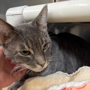 Purrlock Holmes -  Domestic Short Hair Cat for Adoption in Mentor, Ohio - Purrlock Holmes | PetCurious