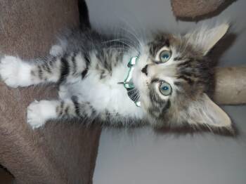 Rescue Domestic Long Hair Cats for Adoption in Aylett, Virginia - Asa | PetCurious