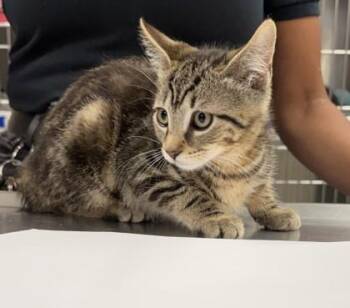 VIVIAN -  Domestic Short Hair Cat for Adoption in Hamilton Township, New Jersey - VIVIAN | PetCurious