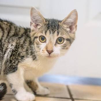 Nox -  Domestic Short Hair Cat for Adoption in Pawling, New York - Nox | PetCurious