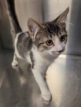 Harry -  Domestic Short Hair Cat for Adoption in Fresno, California - Harry | PetCurious