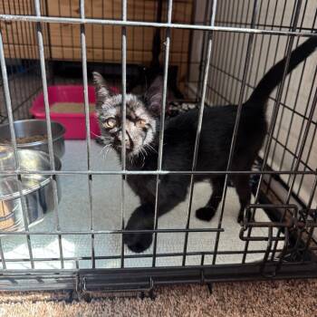 Ozzie -  Domestic Short Hair Cat for Adoption in Crowley, Texas - Ozzie | PetCurious