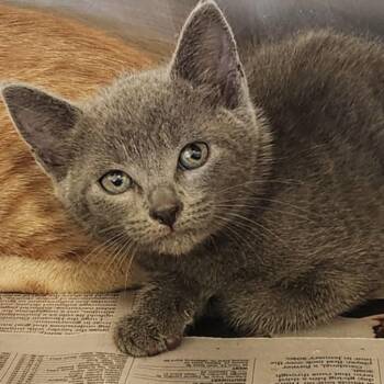 KENIA -  Russian Blue and Domestic Short Hair Cat for Adoption in Houston, Texas - KENIA | PetCurious