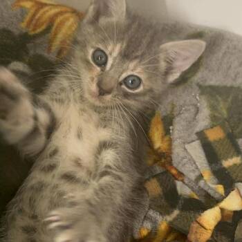 Torbie Cats Available for Adoption in Krum, Texas - Nutmeg | PetCurious