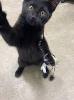 Domestic Short Hair Cats Available for Adoption in St. Helens, Oregon - Velvet | PetCurious