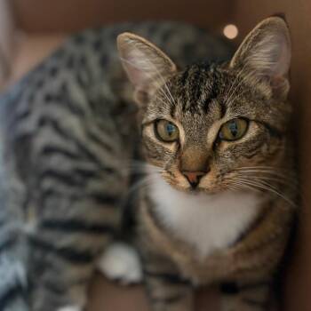 Mabel -  Domestic Medium Hair and Domestic Short Hair Cat for Adoption in Montgomery, Alabama - Mabel | PetCurious