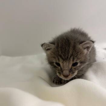 Tarantino -  Domestic Medium Hair Cat for Adoption in Charleston, West Virginia - Tarantino | PetCurious